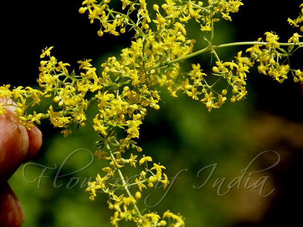 Yellow Bedstraw